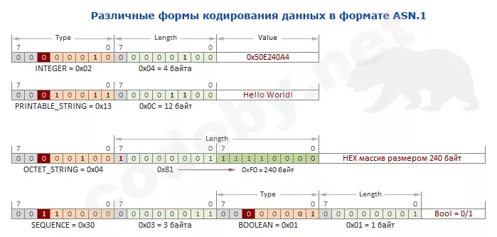 asn1.webp