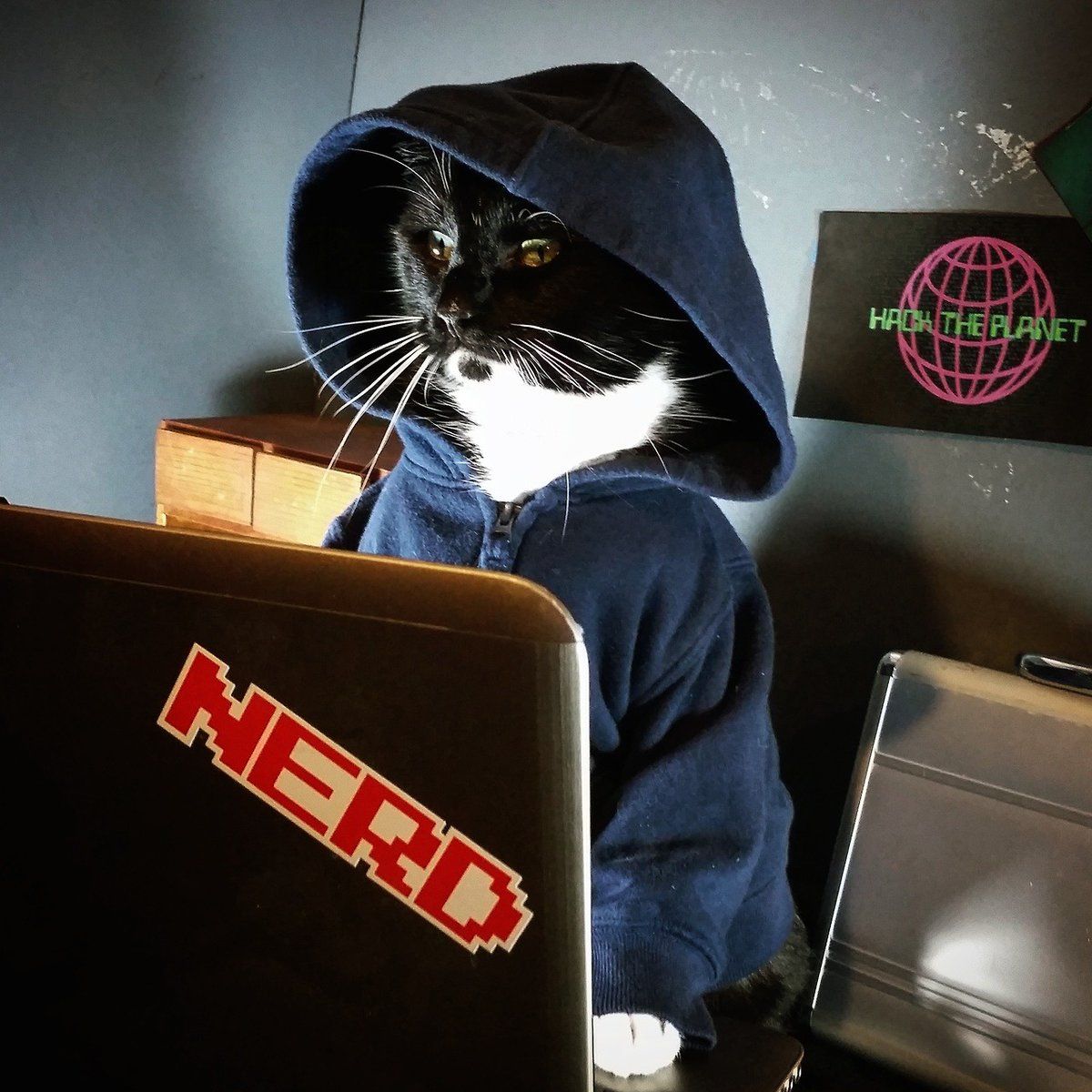 cat_hacker.jpg