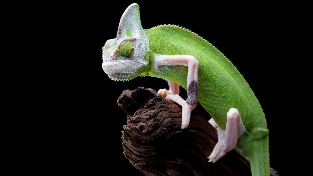 female-pied-veiled-chameleon-juvenile-branch-pied-veiled-chameleon-female-closeup-branch.jpg