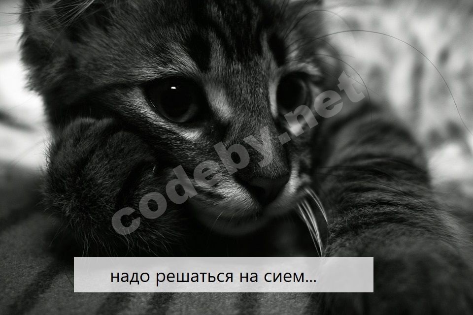 kitten-3615437_960_720.jpg