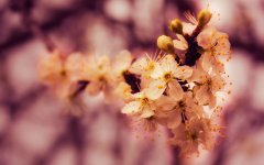 closeup_flower_buds_1920x1200.jpg