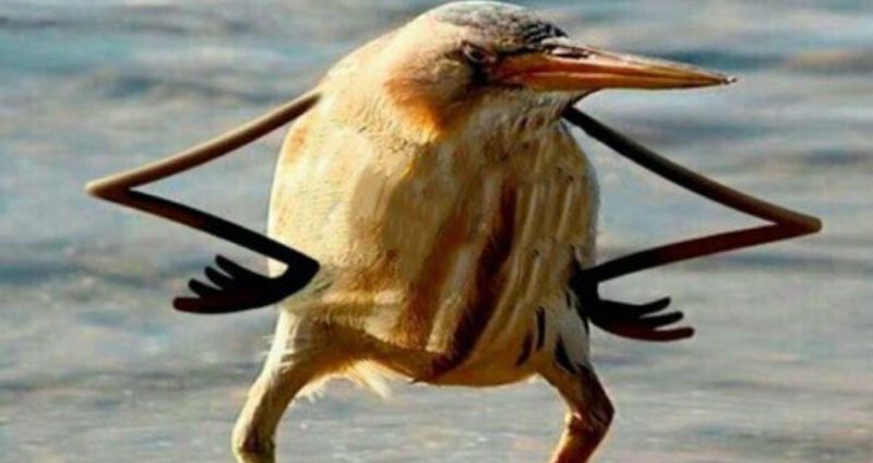 bird.jpg